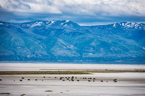 The great salt lake - The Great Salt Lake is a remarkable natural wonder that captures the imagination of those who witness its stunning beauty. It covers an area of about 1,700 square miles (4,400 sq …